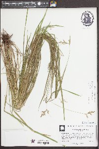 Scleria muehlenbergii image