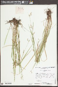 Scleria muehlenbergii image