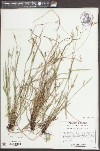 Scleria muehlenbergii image