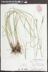 Scleria oligantha image