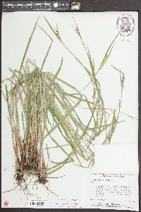 Scleria oligantha image
