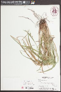 Scleria oligantha image