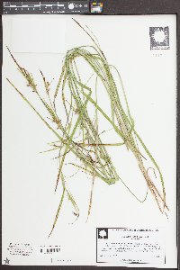 Scleria oligantha image