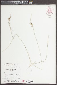 Scleria oligantha image