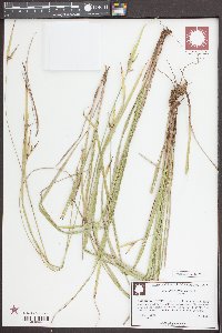Scleria oligantha image