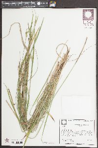Scleria oligantha image