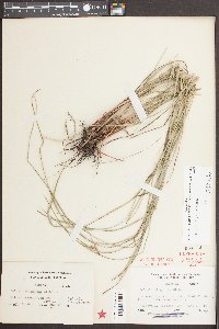 Scleria oligantha image