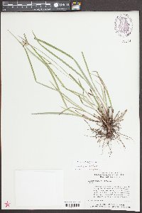 Scleria oligantha image