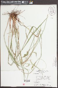 Scleria oligantha image