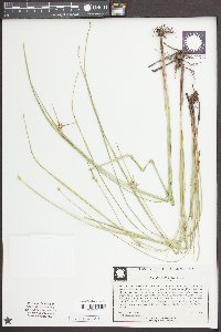 Scleria oligantha image