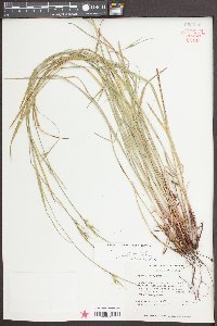 Scleria oligantha image