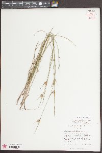 Scleria pauciflora image