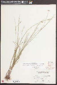 Scleria pauciflora image