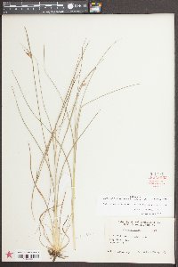 Scleria pauciflora image