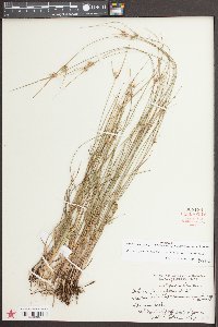 Scleria pauciflora image