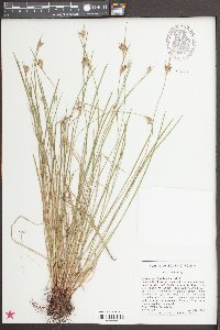 Scleria pauciflora image