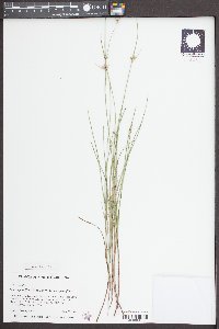 Scleria pauciflora image