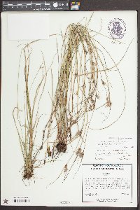 Scleria pauciflora image