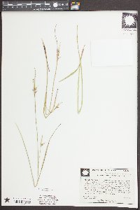 Scleria pauciflora image