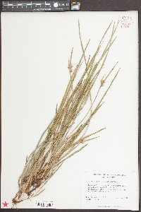 Scleria pauciflora image