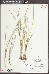 Scleria pauciflora image