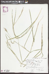 Scleria reticularis image