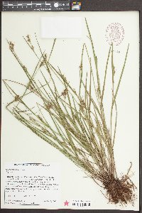 Scleria reticularis image