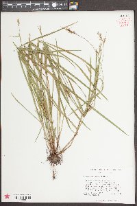 Scleria reticularis image