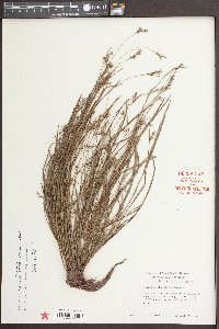 Scleria reticularis image