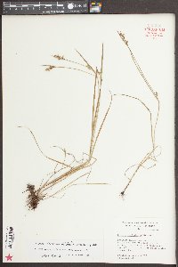 Scleria reticularis image