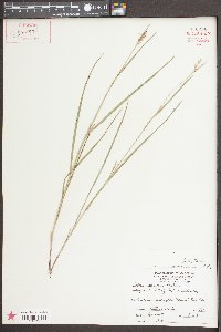 Scleria reticularis image