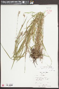 Scleria reticularis image