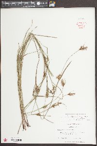 Scleria reticularis image