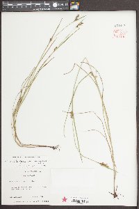 Scleria reticularis image