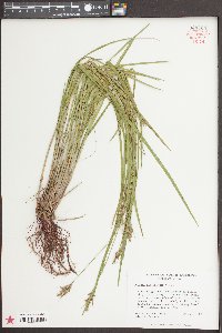 Scleria reticularis image