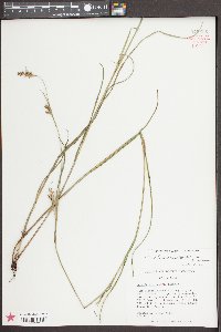 Scleria reticularis image