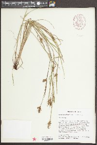 Scleria reticularis image