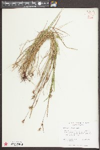 Scleria reticularis image