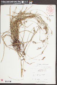 Scleria muehlenbergii image