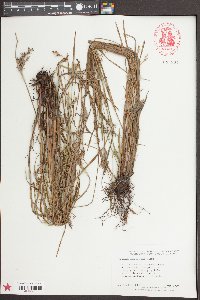 Scleria reticularis image