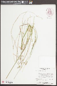 Scleria reticularis image