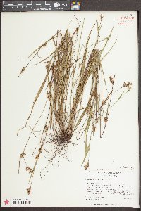 Scleria reticularis image