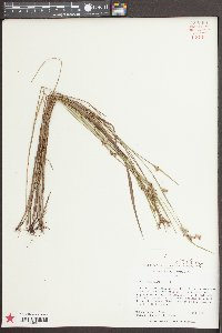 Scleria reticularis image