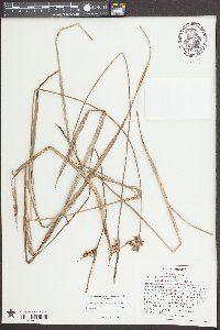 Scleria triglomerata image