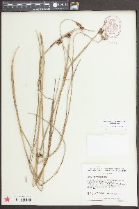 Scleria triglomerata image