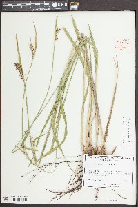 Scleria triglomerata image