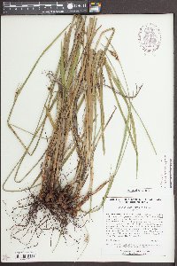 Scleria triglomerata image