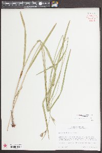 Scleria triglomerata image