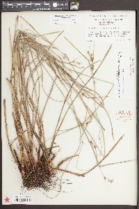 Scleria triglomerata image