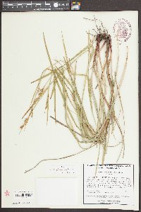 Scleria triglomerata image